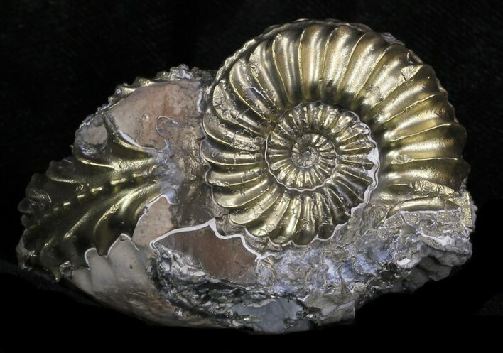 Pyritized Pleuroceras Ammonite Cluster - Germany #33065